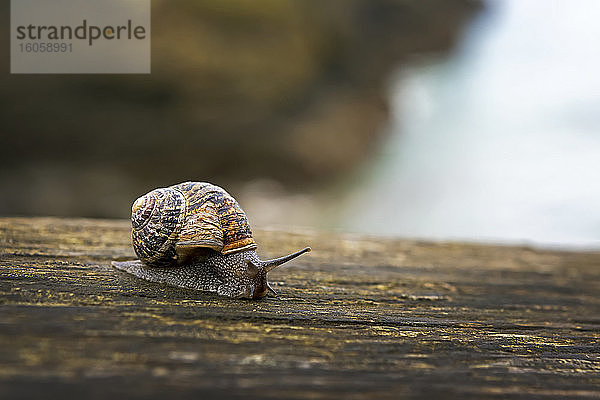 Nahaufnahme einer Schnecke auf einem Holzzaun; Grafschaft Cornwall  England