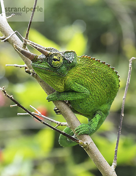 Jackson's Chameleon (Trioceros jacksonii) auf einem Ast sitzend; Kihei  Maui  Hawaii  Vereinigte Staaten von Amerika