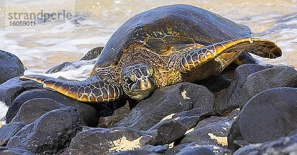 Eine Grüne Meeresschildkröte (Chelonia mydas) auf den Felsen an einem Strand; Kihei  Maui  Hawaii  Vereinigte Staaten von Amerika