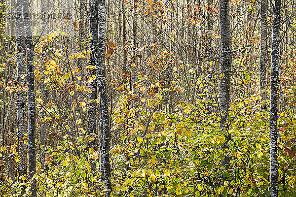 Herbstfärbiges Laub an den Bäumen eines Waldes in der Nähe von Grand Portage; Minnesota  Vereinigte Staaten von Amerika