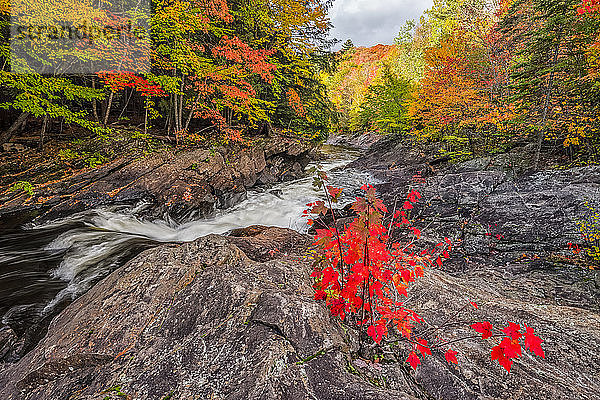 Der Oxtongue River fließt über einen kleinen Wasserfall in der Nähe von Dwight. Herbstfarben entzünden die Landschaft in wunderschönen Farben; Dwight  Ontario  Kanada