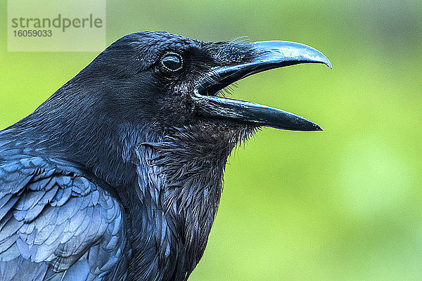 Rabe (Corvus corax)  Denali-Nationalpark; Alaska  Vereinigte Staaten von Amerika