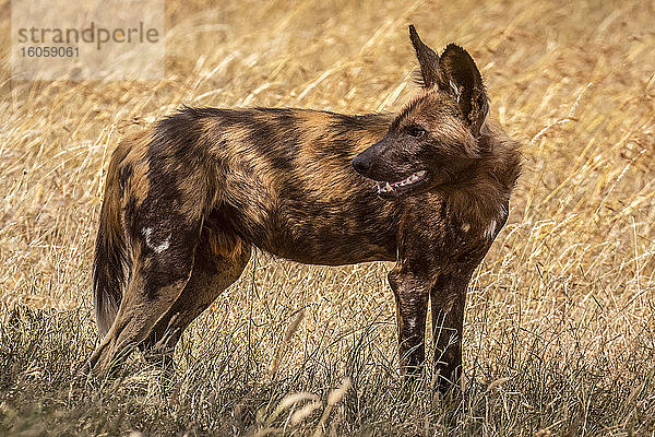 Wildhund (Lycaon pictus) im Gras stehend und zurückblickend  Serengeti-Nationalpark; Tansania