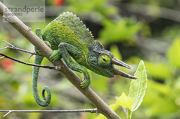 Jackson's Chameleon (Trioceros jacksonii) auf einem Ast sitzend; Kihei  Maui  Hawaii  Vereinigte Staaten von Amerika