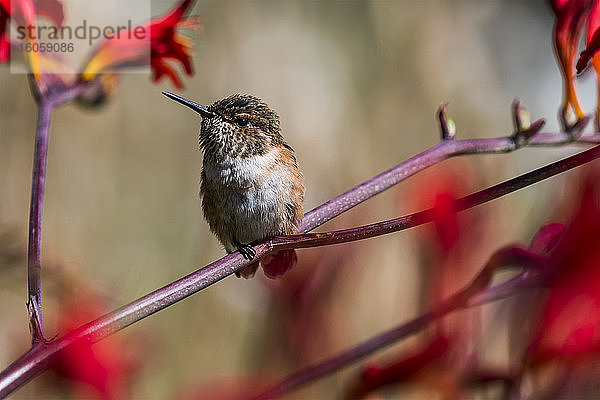 Ein weiblicher rötlicher Kolibri (Selasphorus rufus) sitzt auf einer Blüte; Astoria  Oregon  Vereinigte Staaten von Amerika