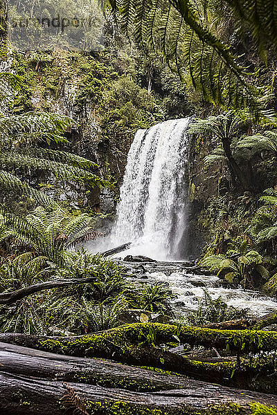 Hopetoun Falls; Buchenwald  Victoria  Australien