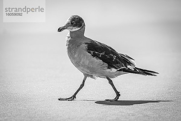 Eine junge Delfinmöwe (Leucophaeus scoresbii) läuft an einem Sandstrand im Sonnenschein mit dem Meer im Hintergrund. Sie hat eine grau-weiße Brust  braune Flügel  einen mehrfarbigen Kopf und einen orangefarbenen Schnabel und Beine; Saunders Island  Falkland  Antarktis