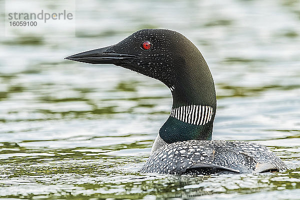 Eistaucher (Gavia immer) im Wasser; Whitehorse  Yukon  Kanada