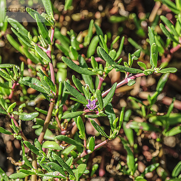 Blühende Meeresschildkröte (Sesuvium portulacastrum) im Kealia Pond National Wildlife Refuge; Maui  Hawaii  Vereinigte Staaten von Amerika