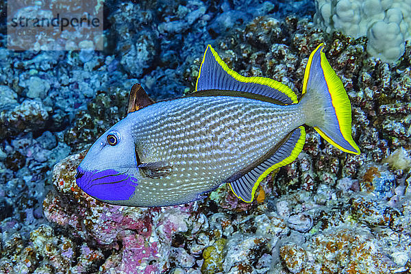 Männlicher Blauer Drückerfisch (Xanthichthys auromarginatus) mit aufrechter Rückenflosse vor Maui  Hawaii  USA  unter Wasser fotografiert. Er kreiste über seinem vorbereiteten Laichgebiet und deutete an  dass es sich um eine Balz handelt; Maui  Hawaii  Vereinigte Staaten von Amerika