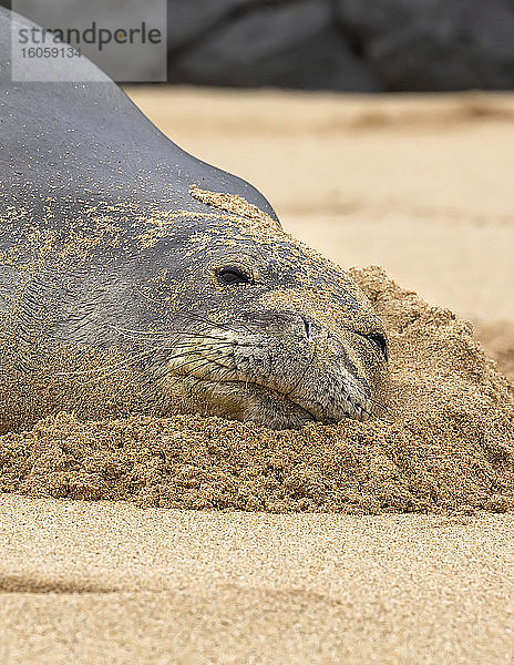 Nahaufnahme einer hawaiianischen Mönchsrobbe (Neomonachus schauinslandi) am Strand; Kihei  Maui  Hawaii  Vereinigte Staaten von Amerika