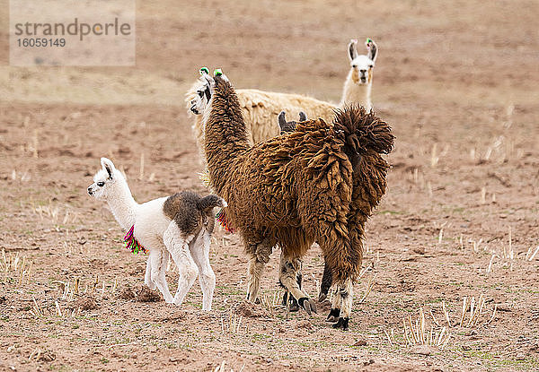 Llamas und Cria (Lama glama); Provinz Nor Lipez  Abteilung Potosi  Bolivien