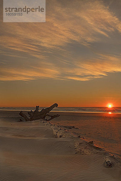 Treibholz am Heceta Beach bei Sonnenuntergang aufgenommen; Florenz  Oregon  Vereinigte Staaten von Amerika