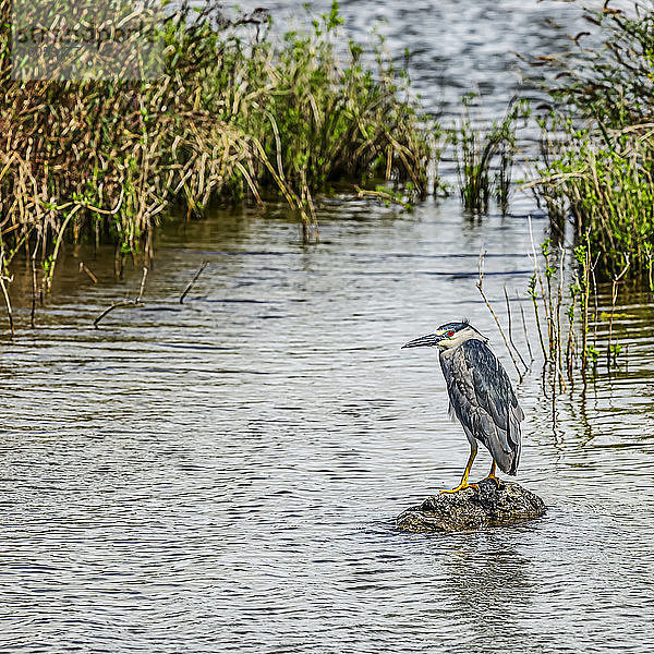 Auf der Suche nach seiner Fischbeute sitzt ein Nachtreiher mit schwarzer Krone (Nycticorax nycticorax) auf einem Felsen im Kealia Pond National Wildlife Refuge; Maui  Hawaii  Vereinigte Staaten von Amerika