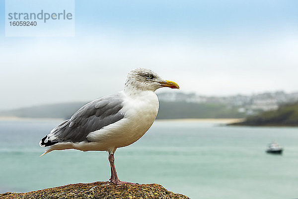 Nahaufnahme einer Möwe auf einem Felsen mit Uferlinie im Hintergrund; Grafschaft Cornwall  England