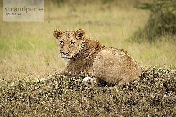 Löwin (Panthera leo) liegt auf niedrigem Hügel und beobachtet Kamera  Serengeti-Nationalpark; Tansania