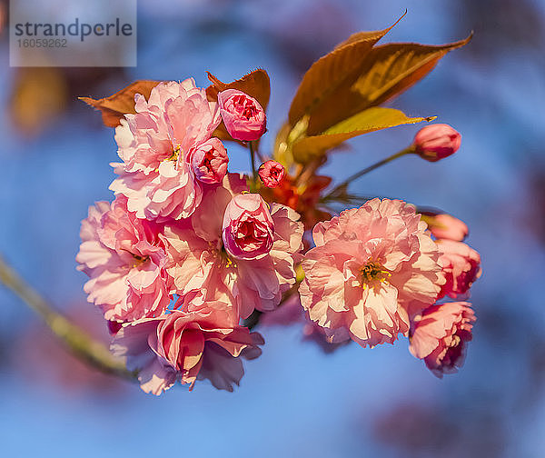 Kirschblüte vor blauem Himmel; Surrey  Britisch-Kolumbien  Kanada