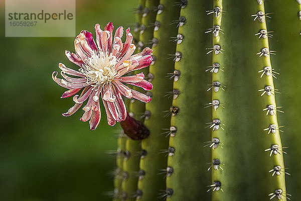 Rosa und rote Blüte auf stacheligem Kaktus; Galapagos-Inseln  Galapagos  Ecuador