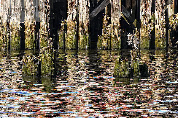 Ein Großer Blaureiher (Ardea herodias) ruht auf alten Pfählen an der Astoria Riverfront in Oregon; Astoria  Oregon  Vereinigte Staaten von Amerika