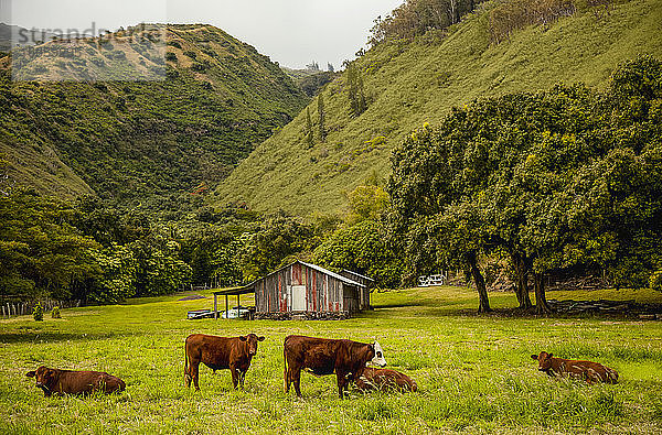 Braune Kühe auf einem grasbewachsenen Feld mit Wirtschaftsgebäude  tropischen Bäumen und nebligen Bergen; Pauwalu  Molokai  Hawaii  Vereinigte Staaten von Amerika