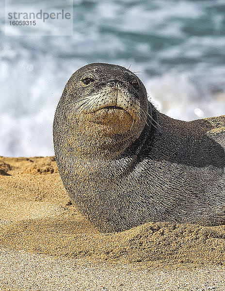 Nahaufnahme einer hawaiianischen Mönchsrobbe (Neomonachus schauinslandi) am Strand; Kihei  Maui  Hawaii  Vereinigte Staaten von Amerika