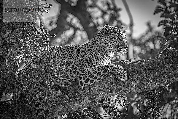 Ein Leopard (Panthera pardus) liegt mit erhobenem Kopf auf dem Ast eines Baumes. Er hat schwarze Flecken auf seinem braunen Pelzmantel und ist auf der Suche nach Beute. Erschossen mit einer Nikon D850 in der Masai Mara; Kenia