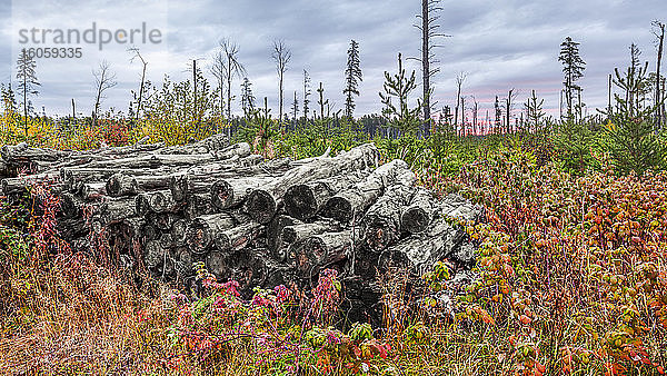 Herbstfarbiges Laub wächst um einen Holzstapel in einem Wald; Thunder Bay  Ontario  Kanada