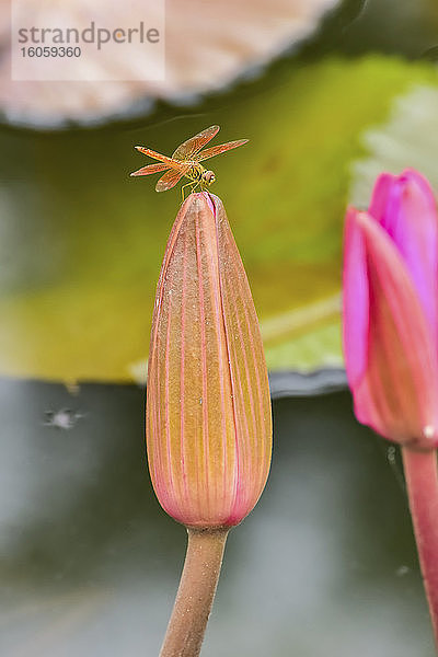 Auf der Knospe einer Lotusblume ruhendes Insekt (Nelumbo)  Nong Han See; Thailand