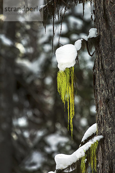 Nahaufnahme von grünem Moos  das an einem Ast eines schneebedeckten Baumes hängt; Lake Louise  Alberta  Kanada