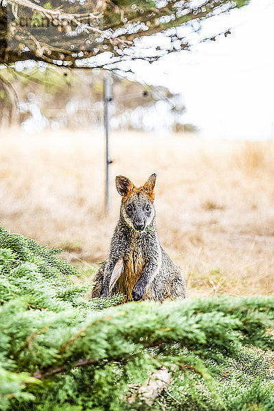 Porträt eines Wallaby  das auf Gras unter einem Baum sitzt; Phillip Island  Victoria  Australien