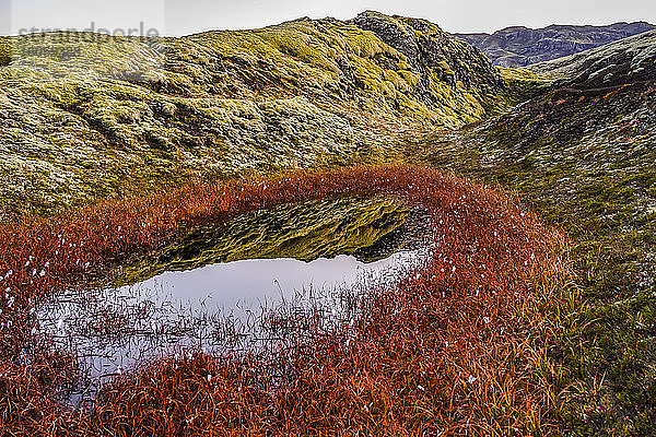 Nahaufnahme von Schnee innerhalb eines Rings roter Pflanzen mit kleinen Blüten auf der zerklüfteten Tundra; Grimsnes- og Grafningshreppur  Südliche Region  Island