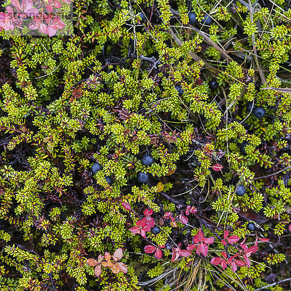 Wilde Blaubeeren  Blüten und grünes Laub bedecken die Tundra in Island; Strandabyggo  Westfjorde  Island