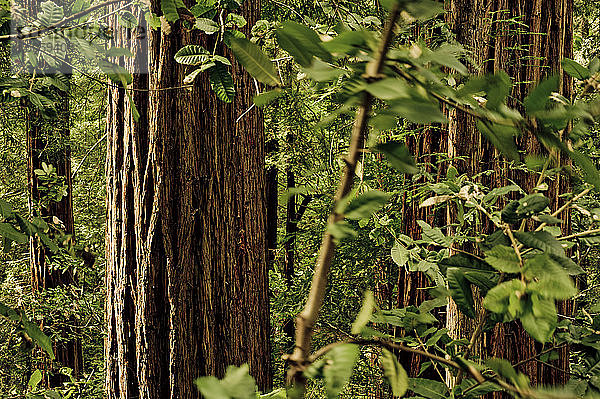 Nahaufnahme des Laubwerks und der Bäume im Muir Woods National Monument  Mount Tamalpais; Kalifornien  Vereinigte Staaten von Amerika