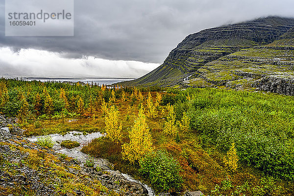 Herbstfarbiges Laub auf den Bäumen und der Tundra entlang des Berufjorour-Fjords; Djupivogur  östliche Region  Island