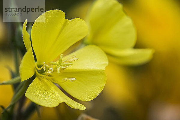 Hooker's Evening Primrose (Oenothera elata) ist eine Wildblume  die oft im Blumengarten willkommen ist; Astoria  Oregon  Vereinigte Staaten von Amerika