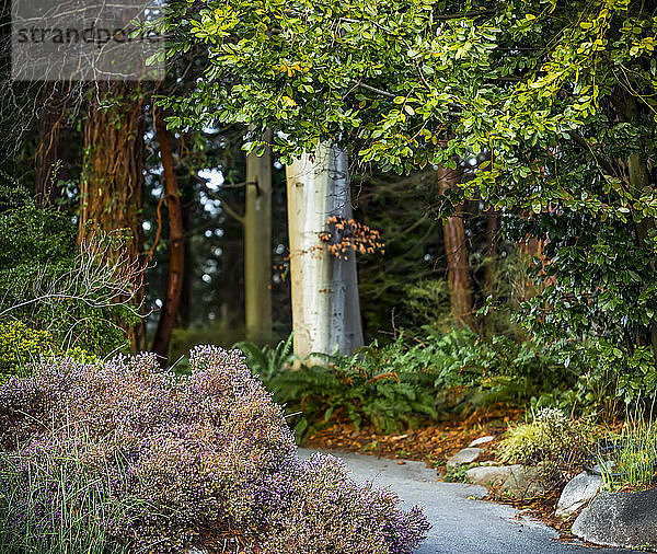 Bäume und Pflanzen entlang eines Weges im Stanley Park; Vancouver  Britisch-Kolumbien  Kanada