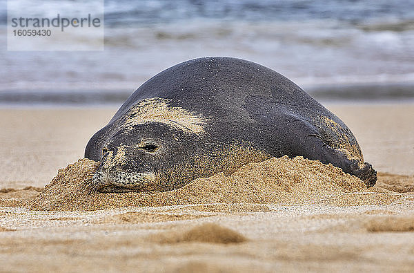 Nahaufnahme einer hawaiianischen Mönchsrobbe (Neomonachus schauinslandi) am Strand; Kihei  Maui  Hawaii  Vereinigte Staaten von Amerika