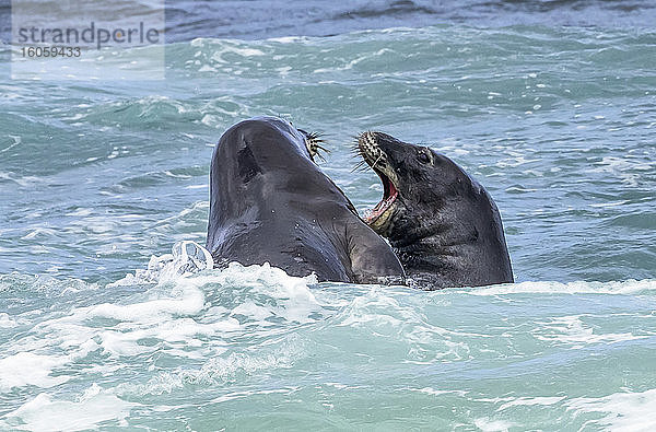 Zwei hawaiianische Mönchsrobben (Neomonachus schauinslandi) kommunizieren im Wasser miteinander; Kihei  Maui  Hawaii  Vereinigte Staaten von Amerika