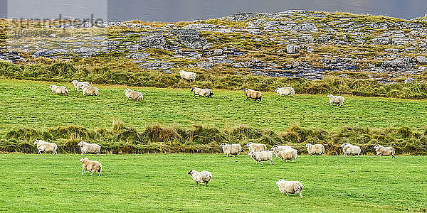 Eine Schafherde (Ovis aries) grast auf saftigem  grünem Ackerland; Strandabyggo  Westfjorde  Island