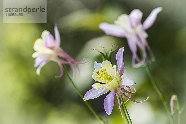 Die Blüten der Akelei (Aquilegia) ähneln Feen im Garten; Astoria  Oregon  Vereinigte Staaten von Amerika