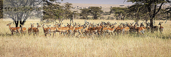 Panorama eines im Gras stehenden weiblichen Impalas (Aepyceros melampus)  Maasai Mara National Reserve; Kenia