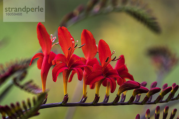 Luzifer Crocosmia blüht in einem Blumengarten; Astoria  Oregon  Vereinigte Staaten von Amerika