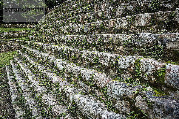 Grünes Laub wächst auf den Steinstufen in der alten Maya-Stadt Bonampak; Provinz Usumacinta  Chiapas  Mexiko