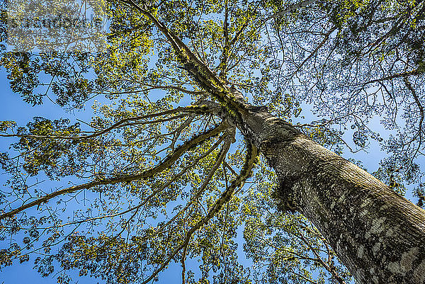 Tiefblick auf einen Baum vor blauem Himmel  Yaxchilan; Provinz Usumacinta  Chiapas  Mexiko