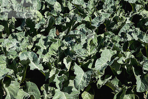 Nahaufnahme gesunder Brokkoli-Pflanzen mit mittlerem Wachstum  Dome Valley  in der Nähe von Yuma; Arizona  Vereinigte Staaten von Amerika