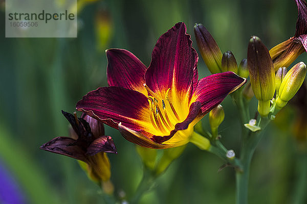 Eine Taglilie (Hemerocallis) blüht in einem Blumengarten; Astoria  Oregon  Vereinigte Staaten von Amerika