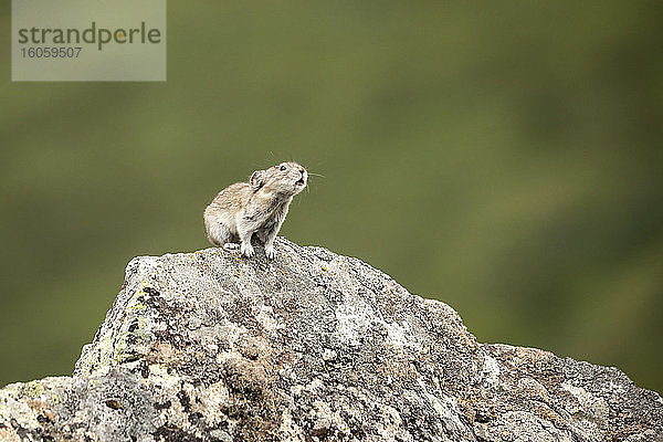 Eine Pika mit Halsband (Ochotona collaris) schlägt bei nahegelegenen Pikas Alarm  um sie auf eine mögliche Gefahr aufmerksam zu machen oder um einfach mit anderen zu kommunizieren. Pikas halten keinen Winterschlaf und sind eigentlich kleine Mitglieder der Kaninchenfamilie. Hatcher-Pass-Gebiet bei Palmer  Alaska in Süd-Zentral-Alaska  Spätsommer; Alaska  Vereinigte Staaten von Amerika