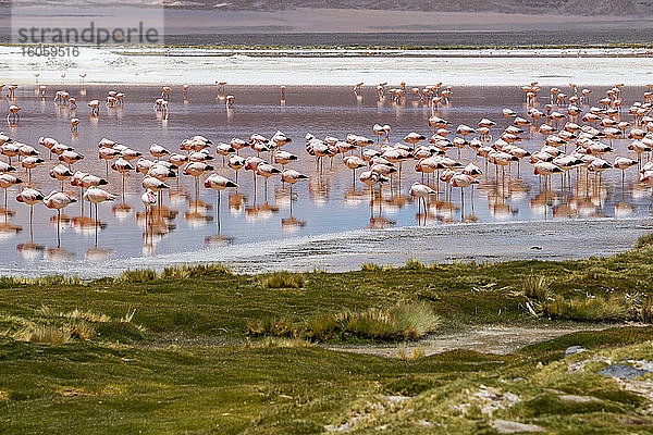 Flamingos an der Laguna Colorada  Eduardo-Avaroa-Nationalpark; Abteilung Potosi  Bolivien