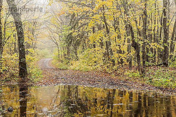 Eine nasse Straße führt durch einen nebligen Wald in Herbstfarben  die sich in einer Wasserlache in der Nähe von Grand Portage spiegeln; Minnesota  Vereinigte Staaten von Amerika
