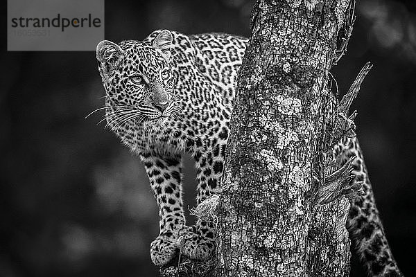 Ein Leopard (Panthera pardus) steht in einem Baum  der mit Flechten bewachsen ist. Er hat schwarze Flecken auf seinem braunen Pelzmantel und dreht seinen Kopf  um nach oben zu schauen. Aufgenommen mit einer Nikon D850 in der Masai Mara; Kenia